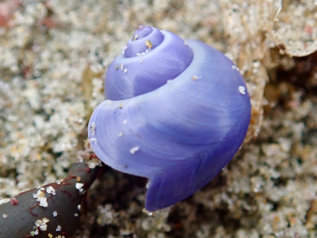 Elongated Violet Snail