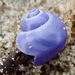 Elongated Violet Snail - Photo (c) Andrew Spurgeon, some rights reserved (CC BY-NC), uploaded by Andrew Spurgeon