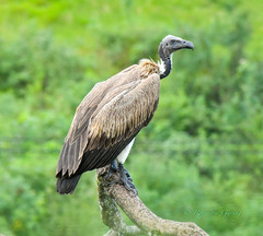 Slender-Billed Vulture photo 1
