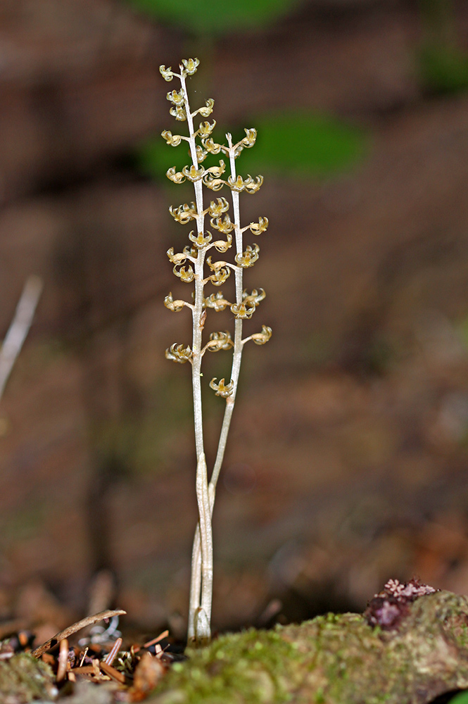 Asian neottia