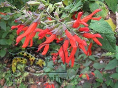 Salvia gesneriiflora