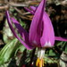 Erythronium sajanense - Photo (c) tanzybei, algunos derechos reservados (CC BY-NC), subido por tanzybei