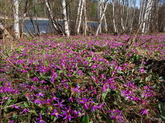 Erythronium sajanense