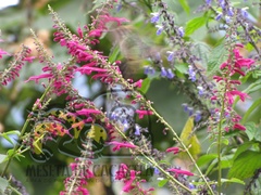 Salvia iodantha