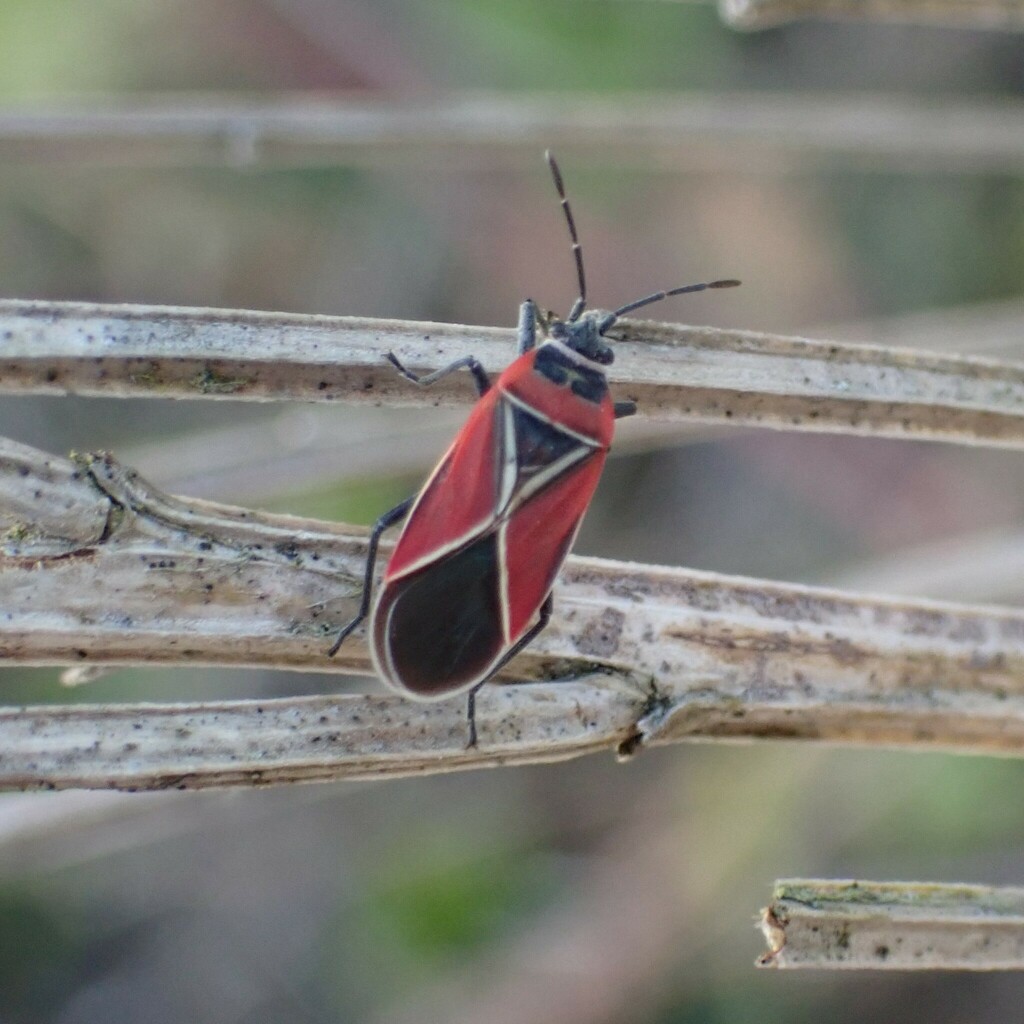White-crossed Seed Bug from Federal Way, WA, USA on July 9, 2023 at 05: ...