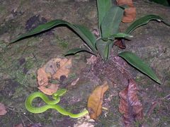 Trimeresurus popeiorum