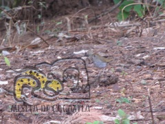 Catharus occidentalis