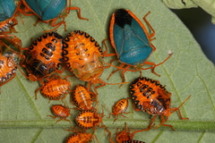 Edessa rufomarginata