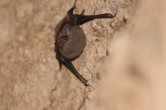 Balantiopteryx plicata