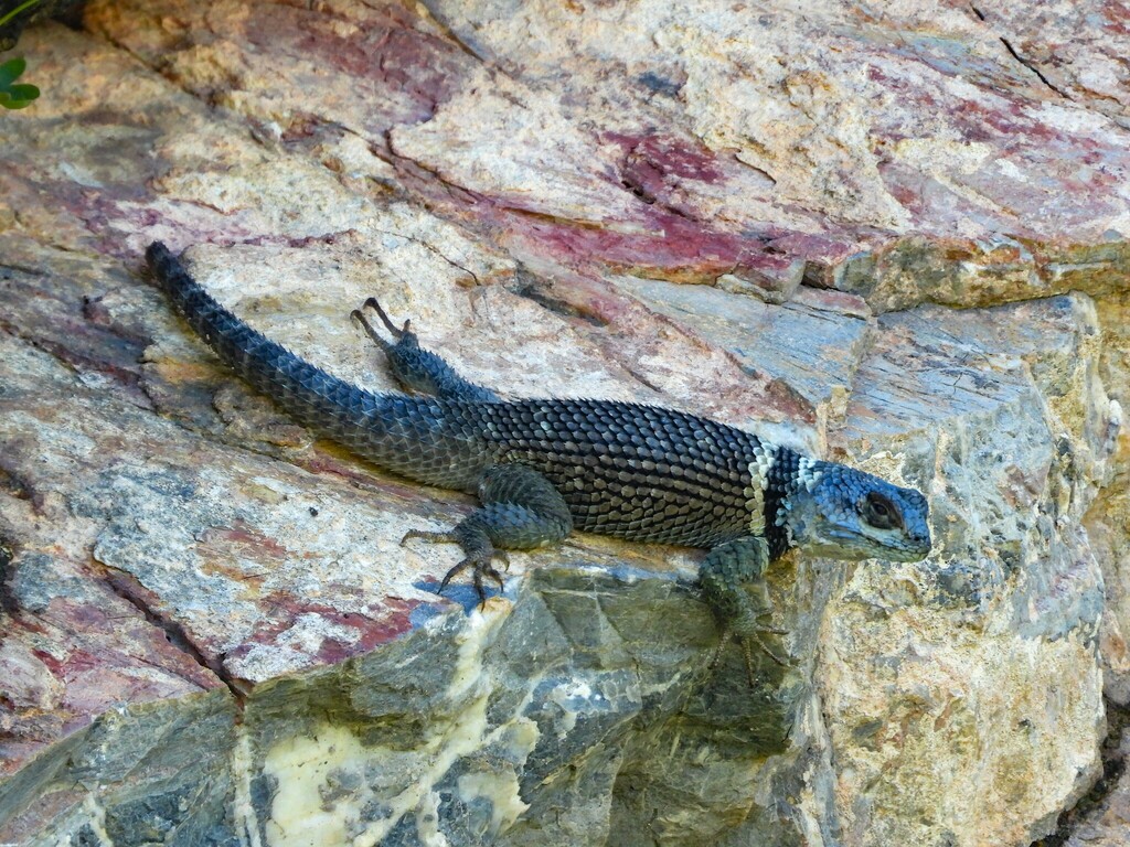 Eastern Cleft Spiny Lizard