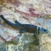 Southern Crevice Spiny Lizard - Photo (c) Monitores comunitarios de biodiversidad del Parque Nacional Cañón del Río Blanco, some rights reserved (CC BY-NC), uploaded by Monitores comunitarios de biodiversidad del Parque Nacional Cañón del Río Blanco