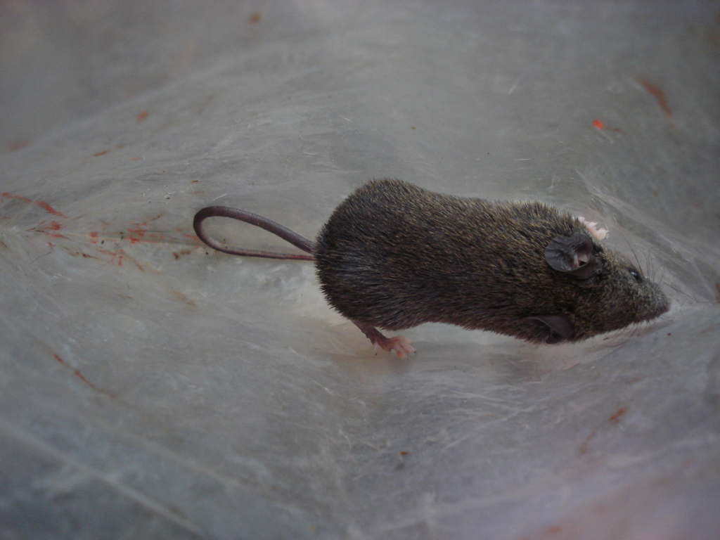 Indochinese Shrewlike Mouse