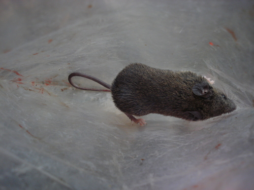 Indochinese Shrewlike Mouse