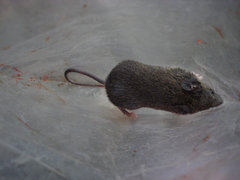 Indochinese Shrewlike Mouse photo 3