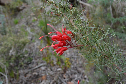 Grevillea wilsonii A.Cunn.