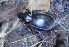 Platynus ovipennis