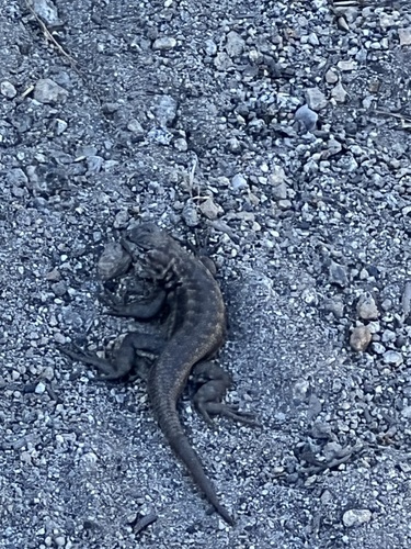 iNaturalist observation photo of Common Sagebrush Lizard