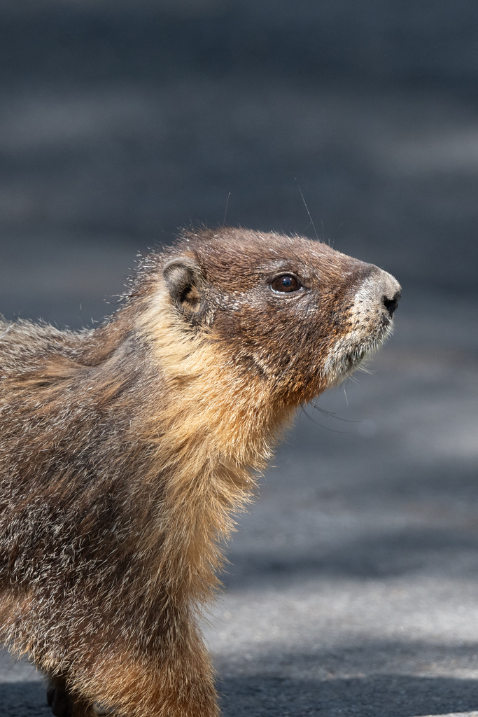 Yellow Bellied Marmot In August 2023 By Forrest English INaturalist   Large 