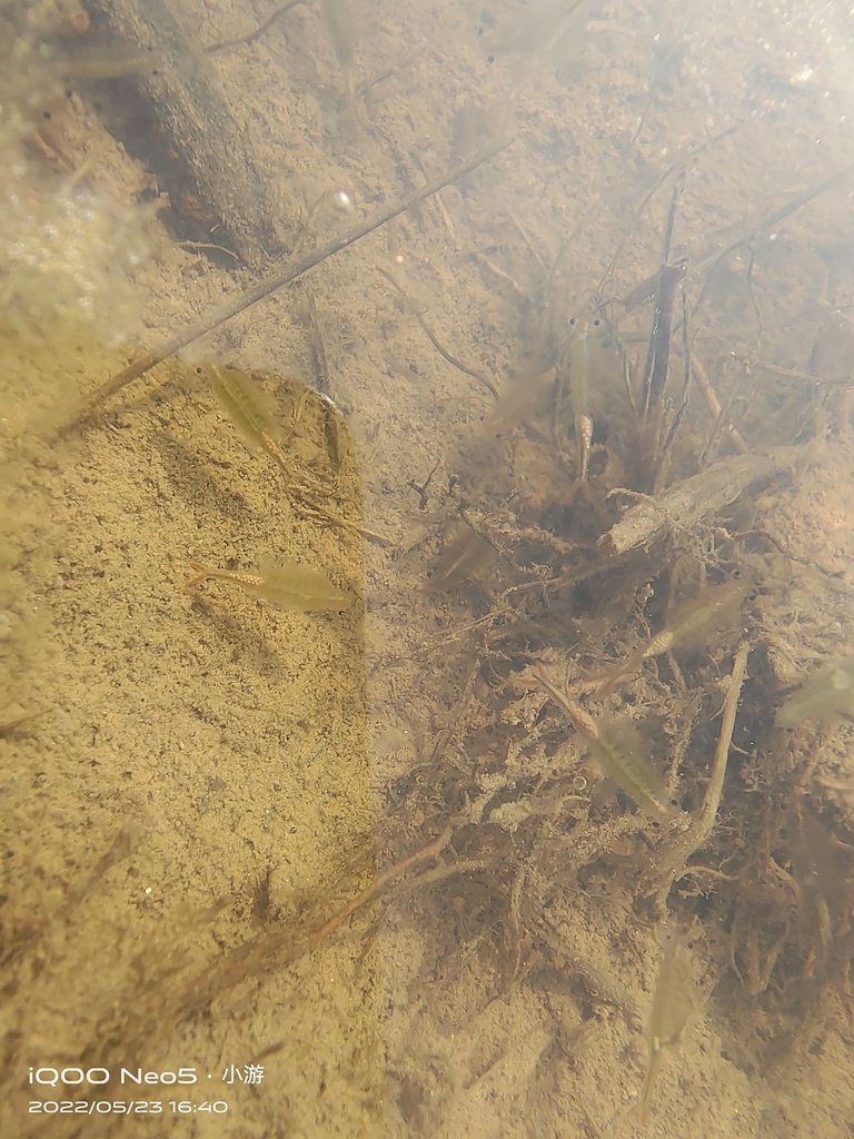 Thamnocephalidae from 中国河南省信阳市固始县 on May 23, 2022 at 0440 PM by 游