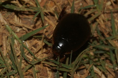 Cybistrinae