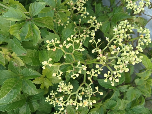 Bushkiller