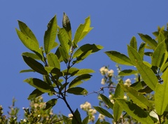 Caldcluvia paniculata