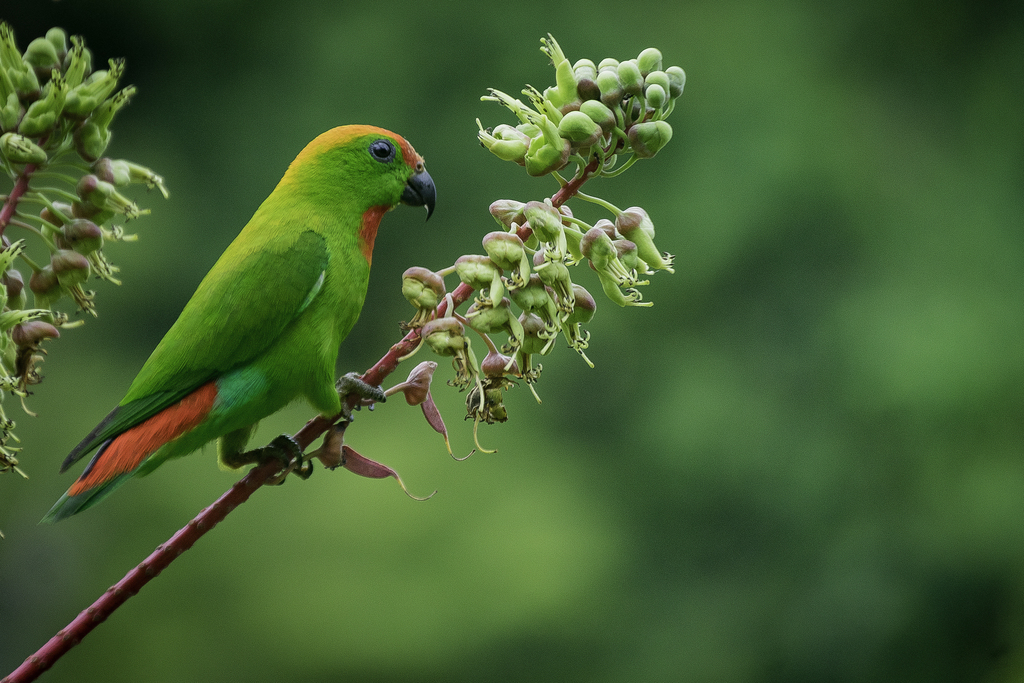 Black-billed Hanging-Parrot photo
