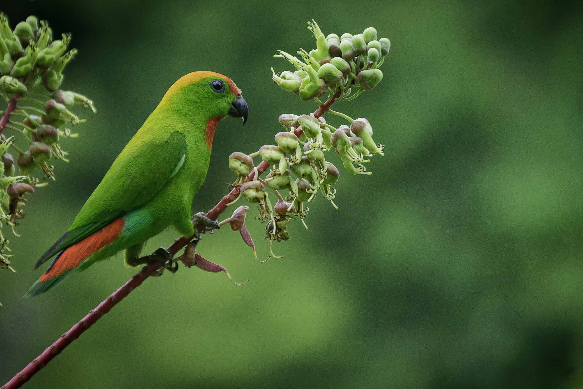 Black-billed Hanging-Parrot illustration