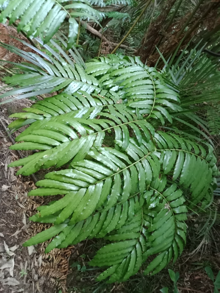 King fern (Threatened Species recorded in Waipa District, New Zealand ...