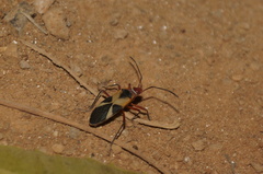 Dysdercus mimus