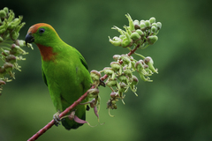 Black-Billed Hanging Parrot photo 3
