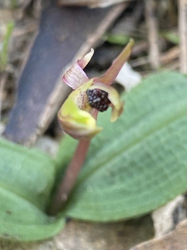 Image of Chiloglottis trapeziformis by (c) John Van Den Nouwelant, some rights reserved (CC BY)