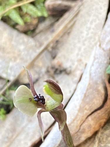 Image of Chiloglottis trapeziformis by (c) John Van Den Nouwelant, some rights reserved (CC BY)