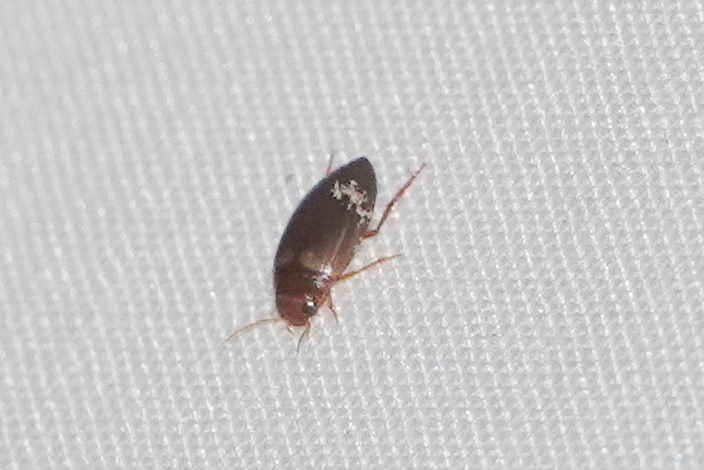 Copelatus in August 2023 by sarinole · iNaturalist
