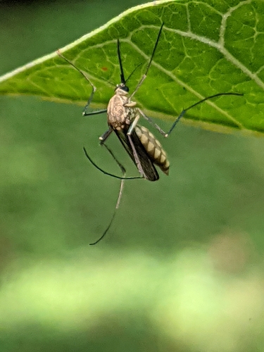 Armigeres subalbatus photo 5