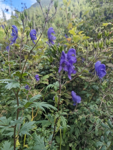Image of Aconitum degenii by (c) Denis Bastianelli, some rights reserved (CC BY)