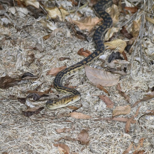Australian Scrub Python sighting