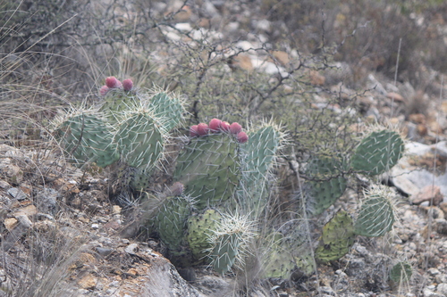 Image of Opuntia stenopetala by (c) José Belem Hernández Díaz, some rights reserved (CC BY)