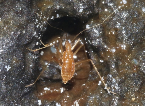 Cavaticovelia aaa observed 2023-07-23