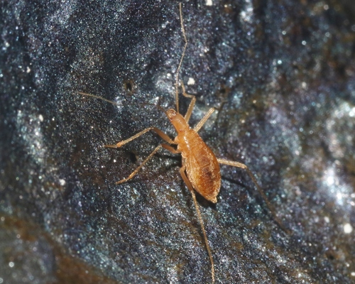 Cavaticovelia aaa observed 2023-07-23