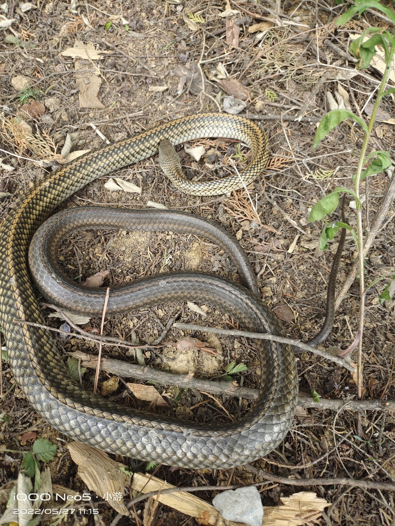 Big-Eyed Ratsnake from 中国河南省信阳市固始县 on May 27, 2022 at 11:15 AM by 游 ...