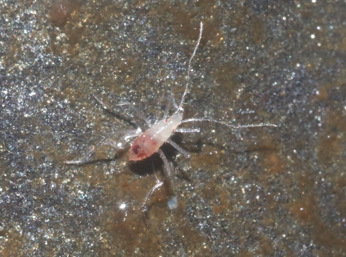Cavaticovelia aaa observed 2023-07-23