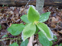 Trillium grandiflorum