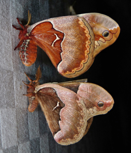 Tulip-tree Silkmoth