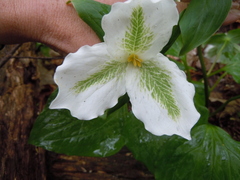 Trillium grandiflorum