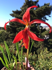 Sprekelia