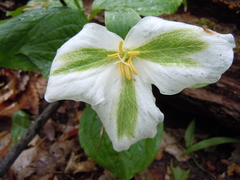 Trillium grandiflorum