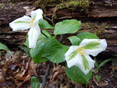 Trillium grandiflorum