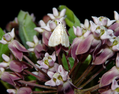 Glaphyria glaphyralis