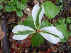 Trillium grandiflorum